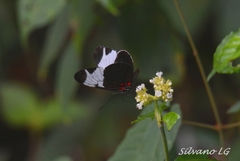 Heliconius sapho leuce