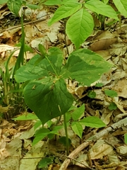 Trillium erectum