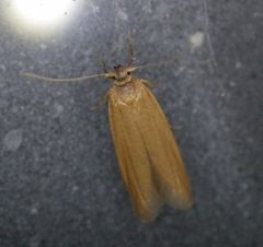 Holcocera immaculella