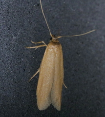Holcocera immaculella