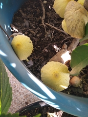 Leucocoprinus birnbaumii image