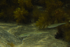 Atherinosoma microstoma