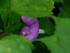Barleria prattensis