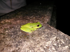 Ranoidea phyllochroa