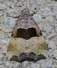 Cobubatha megaplaga