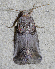 Aleptina clinopetes