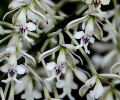 Epidendrum arnoldii