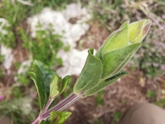 Teucrium flavum