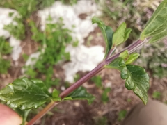 Teucrium flavum