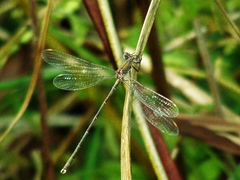 Chalcolestes