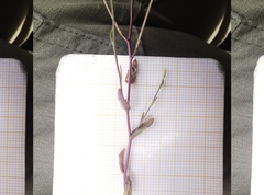 Arabis recta