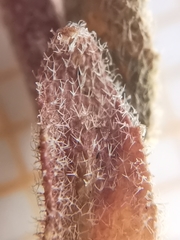 Arabis recta