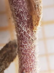 Arabis recta