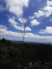Arabis recta