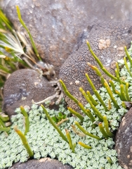 Carmichaelia uniflora