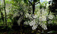 Epidendrum arnoldii