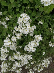 Crambe maritima