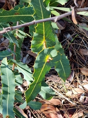 Hakea amplexicaulis