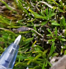 Carmichaelia uniflora