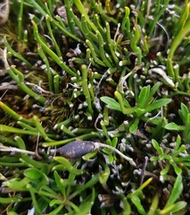 Carmichaelia uniflora