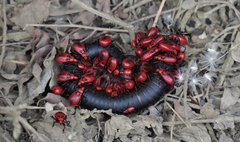 Ectrichodia crux