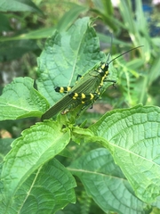 Chromacris psittacus