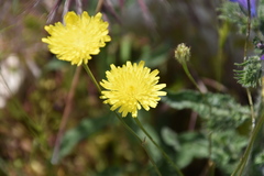 Crepis foetida