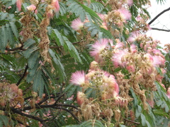 Albizia julibrissin