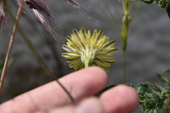 Crepis foetida