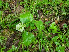 Trifolium stoloniferum