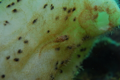 Helcogramma decurrens