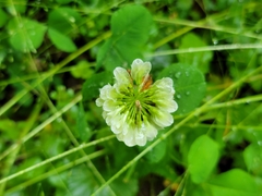 Trifolium stoloniferum