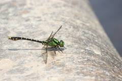 Nihonogomphus viridis
