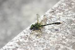 Nihonogomphus viridis