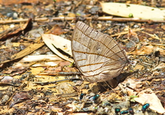 Amathuxidia amythaon