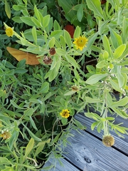 Borrichia frutescens image
