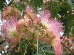 Albizia julibrissin
