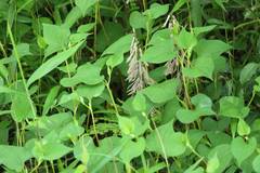 Cremastra appendiculata variabilis