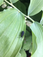 Phymatocera aterrima