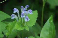 Scutellaria brachyspica
