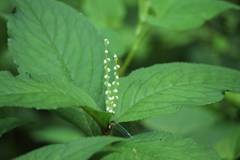 Chloranthus serratus