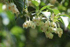 Styrax japonicus
