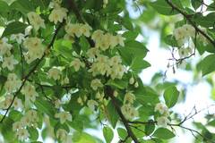 Styrax japonicus