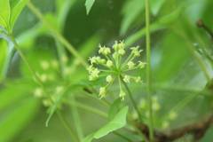 Eleutherococcus spinosus