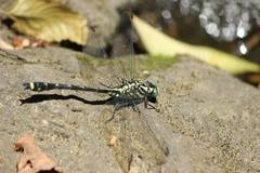 Asiagomphus melaenops