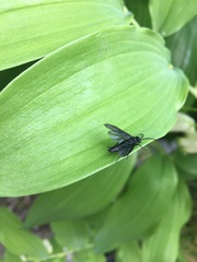 Phymatocera aterrima