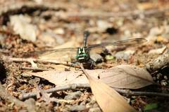 Asiagomphus melaenops