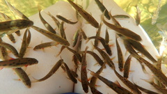 Pseudobarbus burchelli