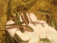 Pseudobarbus burchelli