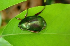 Anomala russiventris